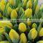 Colorful hotsell fresh cut flowers mini tulip