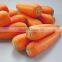 Supply Special Red Carrots