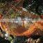 orange agriculture plastic olive net and fruit harvest nets