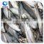 wholesale frozen fish Indian mackerel whole round