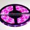 Cheap waterproof CE ROHS approval DC12V RGBW 5m/roll flexible led strip light 5050                        
                                                Quality Choice