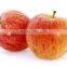 Fresh apple Gala with high quality and good taste for hot sale