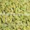 Chinese good quality green raisins