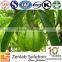 GMP manufactor organic garcinia cambogia extract hca 50%