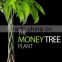 5 braided 60cm pachira aquatica bonsai money tree plant indoor ornamental decorative potted plants nursery