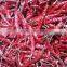 Best Quality Indian Dried Red Chilli for Distributor & Wholesalers