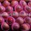 Chinese Exporter Fresh Red Fuji Apple Fruits Natural Growth Containing Vitamin C