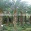 Hot Wholesale Outdoor Ornamental Decrotive Landscaping Phoenix Sylvestris Palm Trees Plants