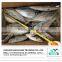 frozen mackerel fish/ Grade A frozen spanish mackerel in high quality