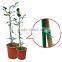 [Handy-Age]-Durable Plant Support Stick (GN0600-066)