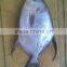 frozen butter fish whole round