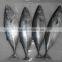 Euthynnus Lineatus skipjack tuna whole round 1.8kg+