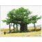 Artificial Banyan