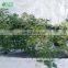 Garden Greenhouse Coconut Cultivation Equipment/Hydroponics Growing Systems