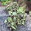 Best price centella leaf/Good quality gotu kola leaves from Vietnam