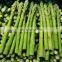 BRC Certified IQF Frozen Green Asparagus