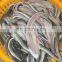 runhe sea eel fillet frozen conger eel fillet