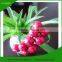 Decorative Artificial Fruit used for Christmas Decoration