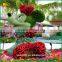 Garden Decoration Artificial Cartoon Topiary Animals Grass Animal Plastic Artificial Plants Topiary Animal