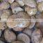 Wholesale Small Polished Starfish Asteroid Ammonite Fossils