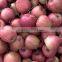 2015 new crop fresh red star apple with good quality for sale