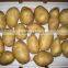 Chinese fresh potato planter supplying best quality potato