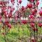 Purple Magnolia Seeds For Growing