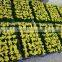 Artificial mini narcissus bonsai for table decoration