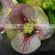 Helleborus