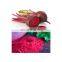 100% Natural High Quality Beetroot Powder