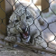 Stainless Steel Wire Rope Mesh Fence for Zoo with Plain Weave Diamond Hole Shape Bending