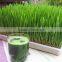 Finest WheatGrass Powder Producers