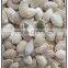 Chinese shine skin pumpkin seeds price