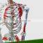 Human skeleton model with colored muscle
