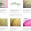 Indonesia biological glass prepared microscope slides