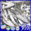 IQF Whole Round Scad High Quality Seafood
