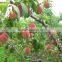 2016 High Germination Rate Peach Seed For Growing