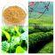 Green Tea Extract from GMP Certified Manufacturer