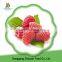 Chinese fruit frozen raspberry for sale with low price