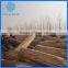 Paulownia Sawn Timber Manufacturer