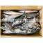 Frozen BQF IQF Scomber japonicus pacific mackerel fish 300/500g