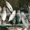 Frozen seafood skipjack tuna fish sale with size 300 - 750g +