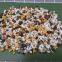 Paving Tumble Pebble Stones Chips Permeable Epoxy Pea Gravel for Construction Exposed Aggregate Flooring