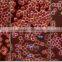 Video Teaching Microscope