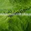 Special Bacteria for Harmful Algae Removal in Riverway & Fish Pond