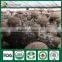 Golden Fields Supplier of Shiitake Spawn Mycelium Growing Bag Shiitake Mushroom Growing Kits