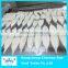 Frozen clear squid tube u8