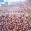 CHINESE CHESTNUTS/ COMMON CHESTNUTS