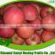 paper cap bagged qinguan apple hot sales