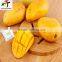 Factory direct price just the good quality Mango Ripener Ethylene(7)